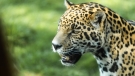 Refugio Jaguar: una acción única y concreta por el medio ambiente