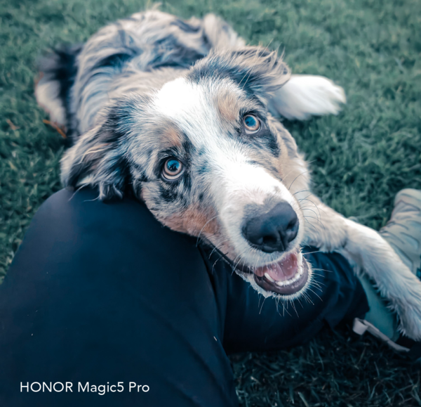 Foto de una mascota tomada con un celular Honor