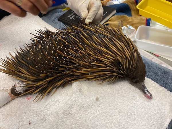 Ayuda al Centro de Rescate de Animales de Australia