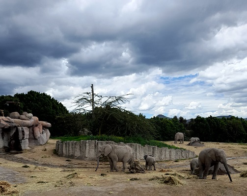 Lester y African Safari unen esfuerzos en favor de los elefantes africanos