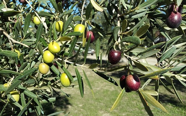 Desafíos y Oportunidades para el aceite de oliva en México