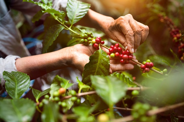  Retos de las exportaciones mexicanas cafeteras