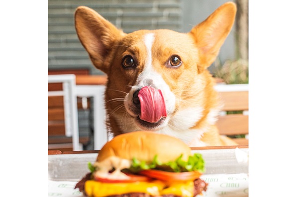 Celebra a tu peludo amigo en Shake Shack México