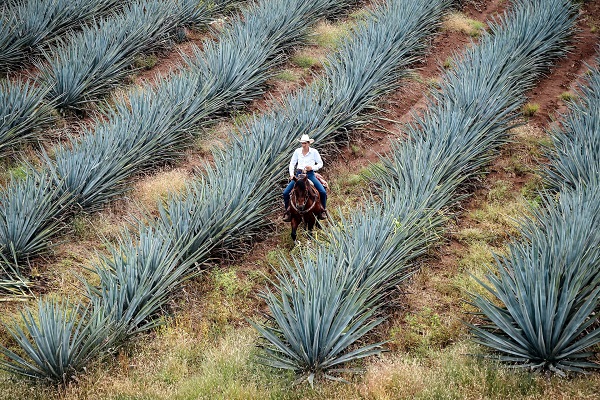 ¿Cómo se encuentra la exportación del Tequila en México?