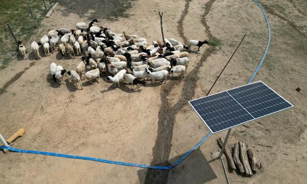 Celda solar en el campo con ganado de fondo