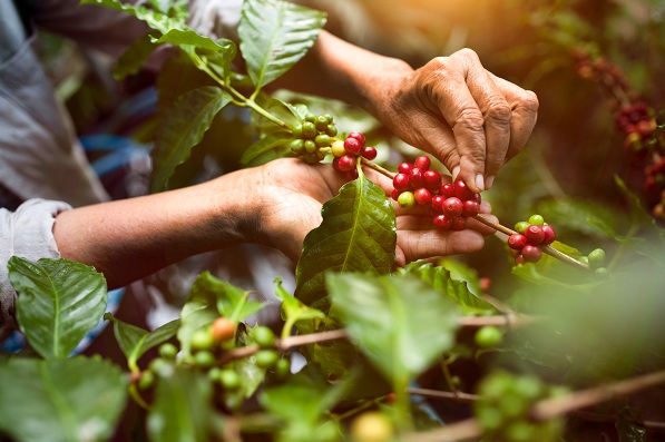 Yara premiará al mejor café de México