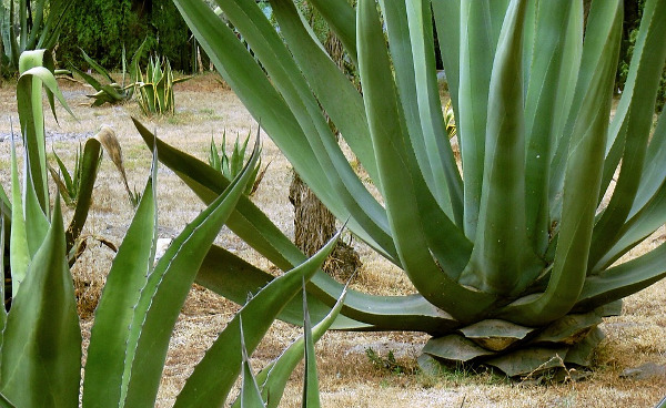 Mezcal