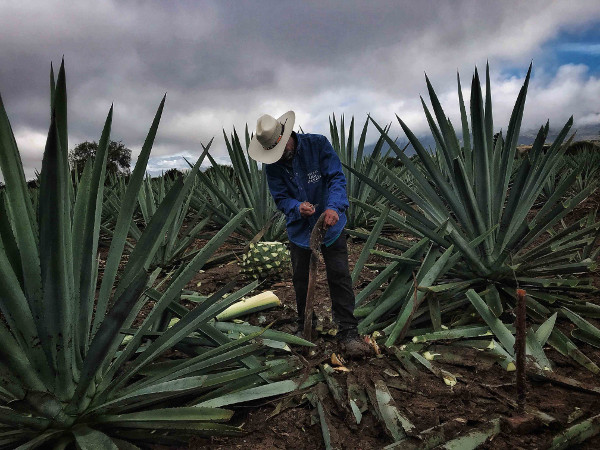 Mezcal Oro