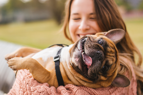 Perro feliz