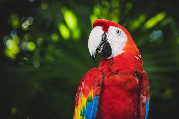 Guacamaya roja