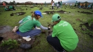 Reforestación en cinco estados: Iberdrola México contribuye al cuidado del clima