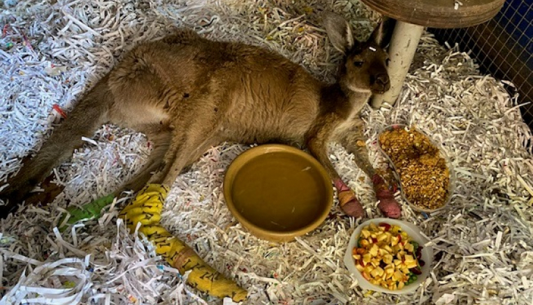 Ayuda al Centro de Rescate de Animales de Australia