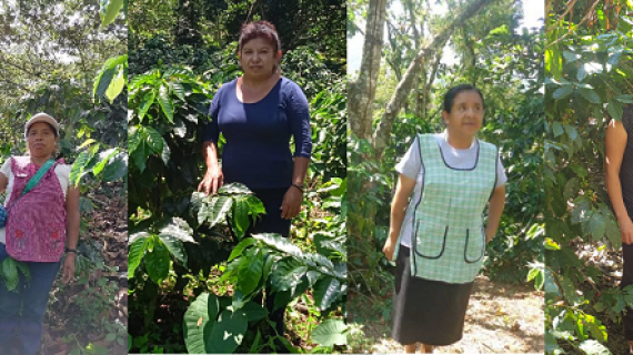 Las mujeres detrás de  la industria del café de Starbucks México