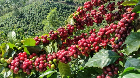 Yara, busca los mejores cafés mexicanos para reconocerlos nacional e internacionalmente