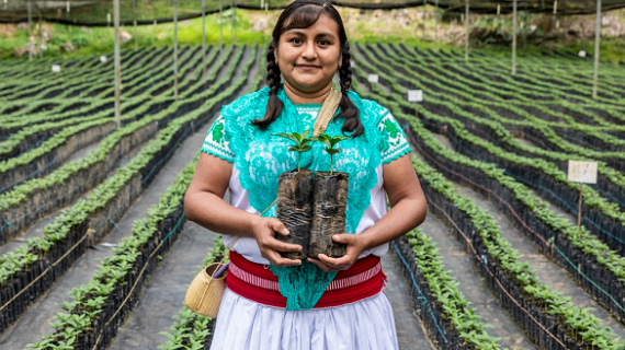 Starbucks presenta un laboratorio de estudio de suelos en alianza con Chapingo, y el retorno de su programa vs. la roya