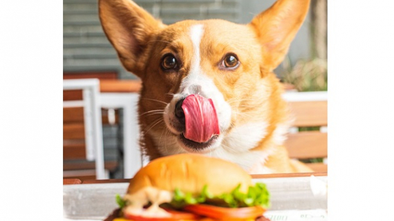 Celebra a tu peludo amigo en Shake Shack México