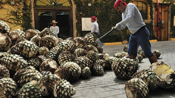 Tequila bate récords de producción y gana adeptos en el mundo