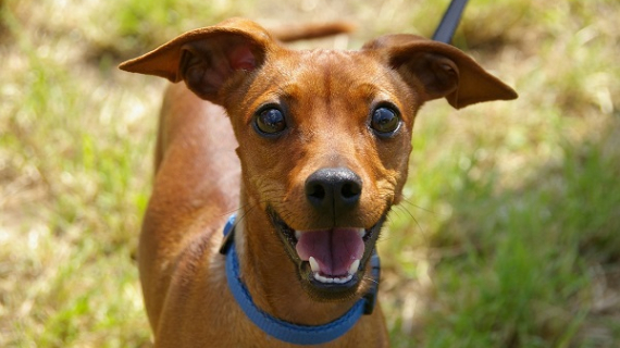 ¿Qué implica la tenencia responsable  de una mascota canina?