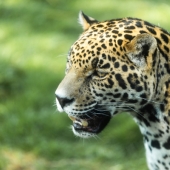 Refugio Jaguar: una acción única y concreta por el medio ambiente